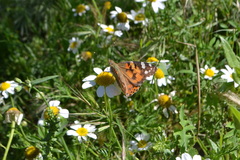 Vanessa cardui