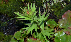 Castilleja chambersii