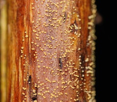 Lachnum pteridophyllum