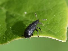 Magdalis barbicornis