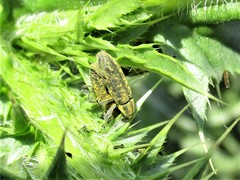 Lixus filiformis