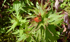 Castilleja chambersii