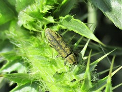 Lixus filiformis
