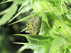 Lixus filiformis
