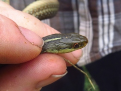 Thamnophis proximus rutiloris