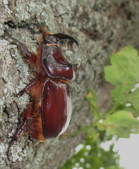 Oryctes nasicornis