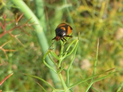 Deraeocoris schach