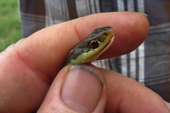 Thamnophis proximus rutiloris