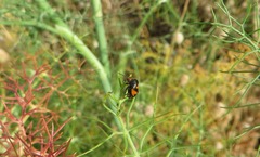 Deraeocoris schach