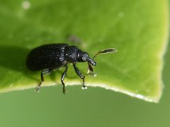 Magdalis barbicornis