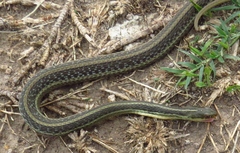 Thamnophis proximus rutiloris