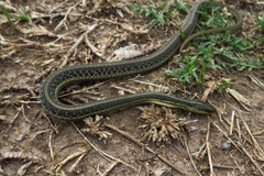 Thamnophis proximus rutiloris