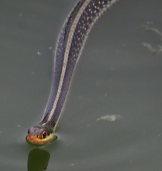 Thamnophis proximus rutiloris