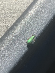 Polydrusus pterygomalis