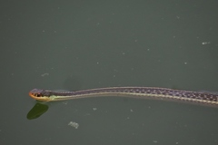 Thamnophis proximus rutiloris
