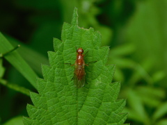 Psila fimetaria