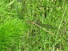 Platycnemis pennipes