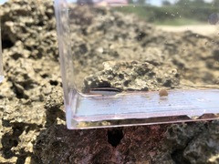 Thalassoma amblycephalus