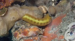 Sycozoa cerebriformis