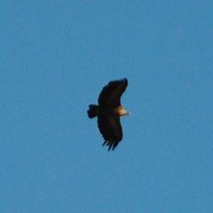 Gyps fulvus