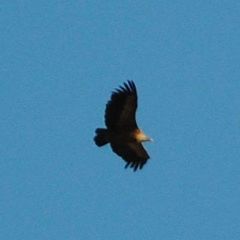 Gyps fulvus
