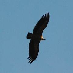 Gyps fulvus