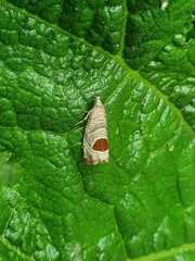 Notocelia uddmanniana