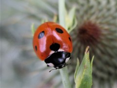 Coccinella septempunctata