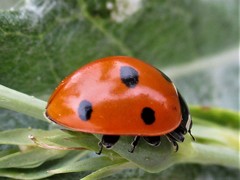 Coccinella septempunctata