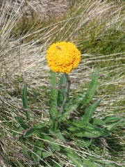 Craspedia aurantia jamesii