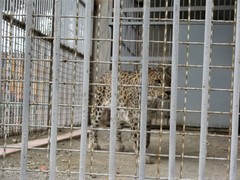 Panthera pardus tulliana