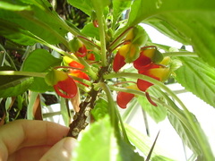 Impatiens niamniamensis