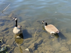 Branta canadensis