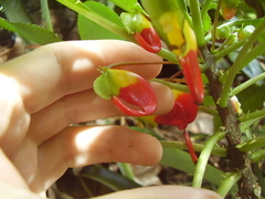 Impatiens niamniamensis