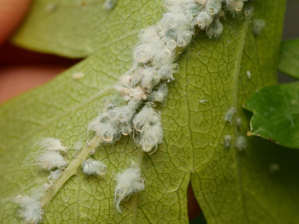 Prociphilus pini