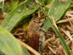 Chaetopteroplia segetum