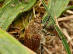 Chaetopteroplia segetum