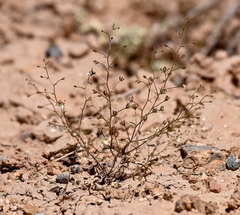 Nemacladus orientalis