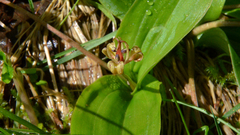 Scoliopus hallii
