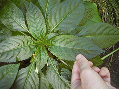 Impatiens niamniamensis