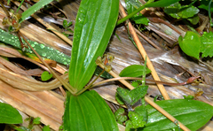Scoliopus hallii
