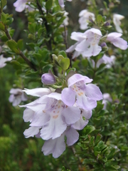Prostanthera cuneata