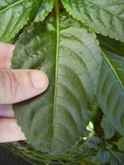 Impatiens niamniamensis