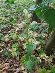 Cephalanthera damasonium