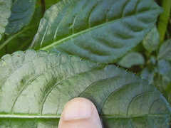 Impatiens niamniamensis