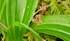 Scoliopus hallii