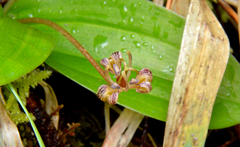Scoliopus hallii