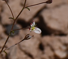 Nemacladus orientalis