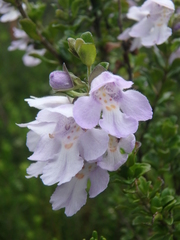 Prostanthera cuneata