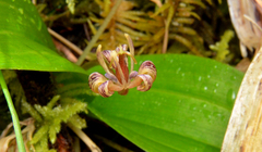 Scoliopus hallii
